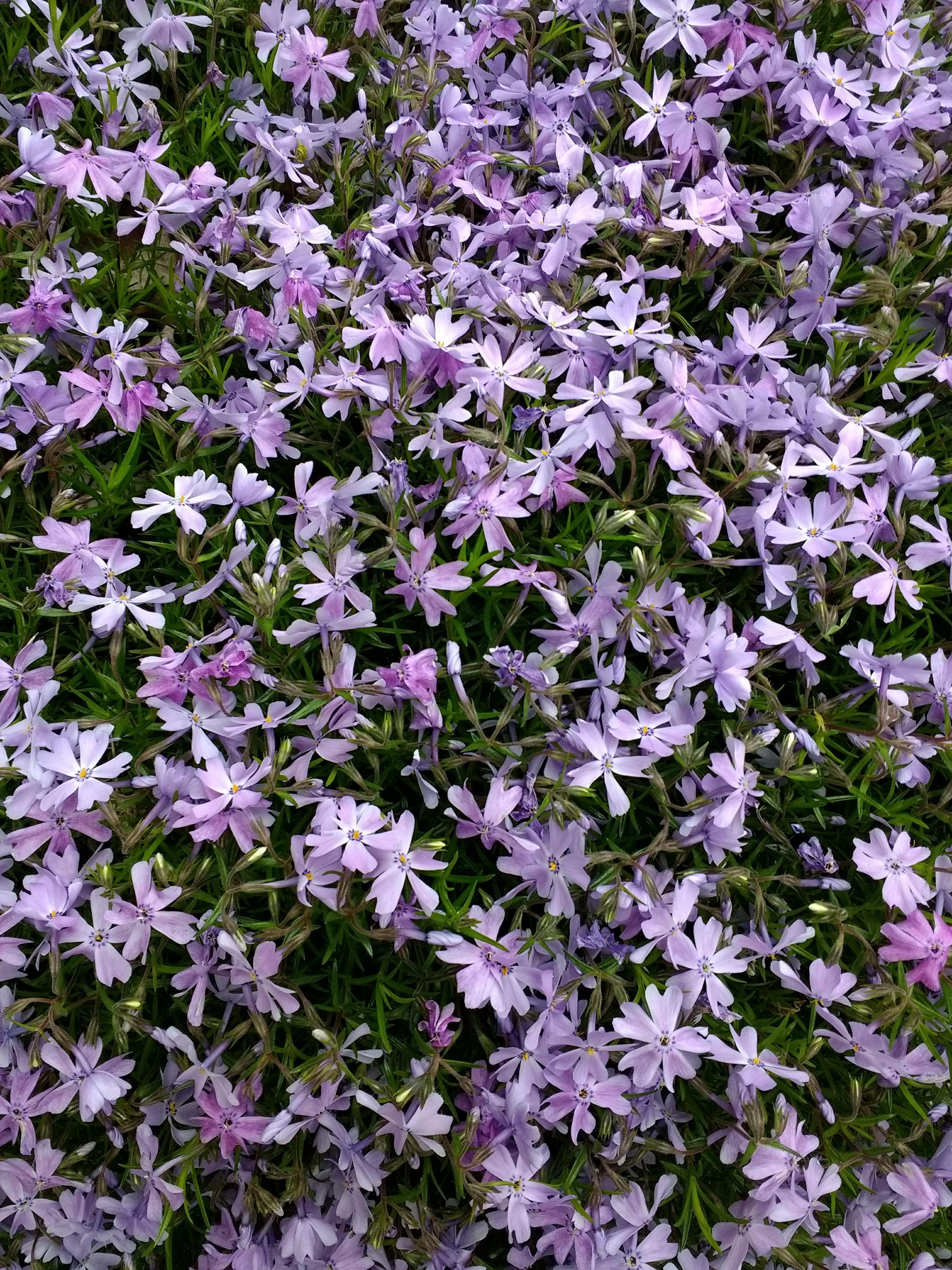 Apr and May – Purple Creeping phlox