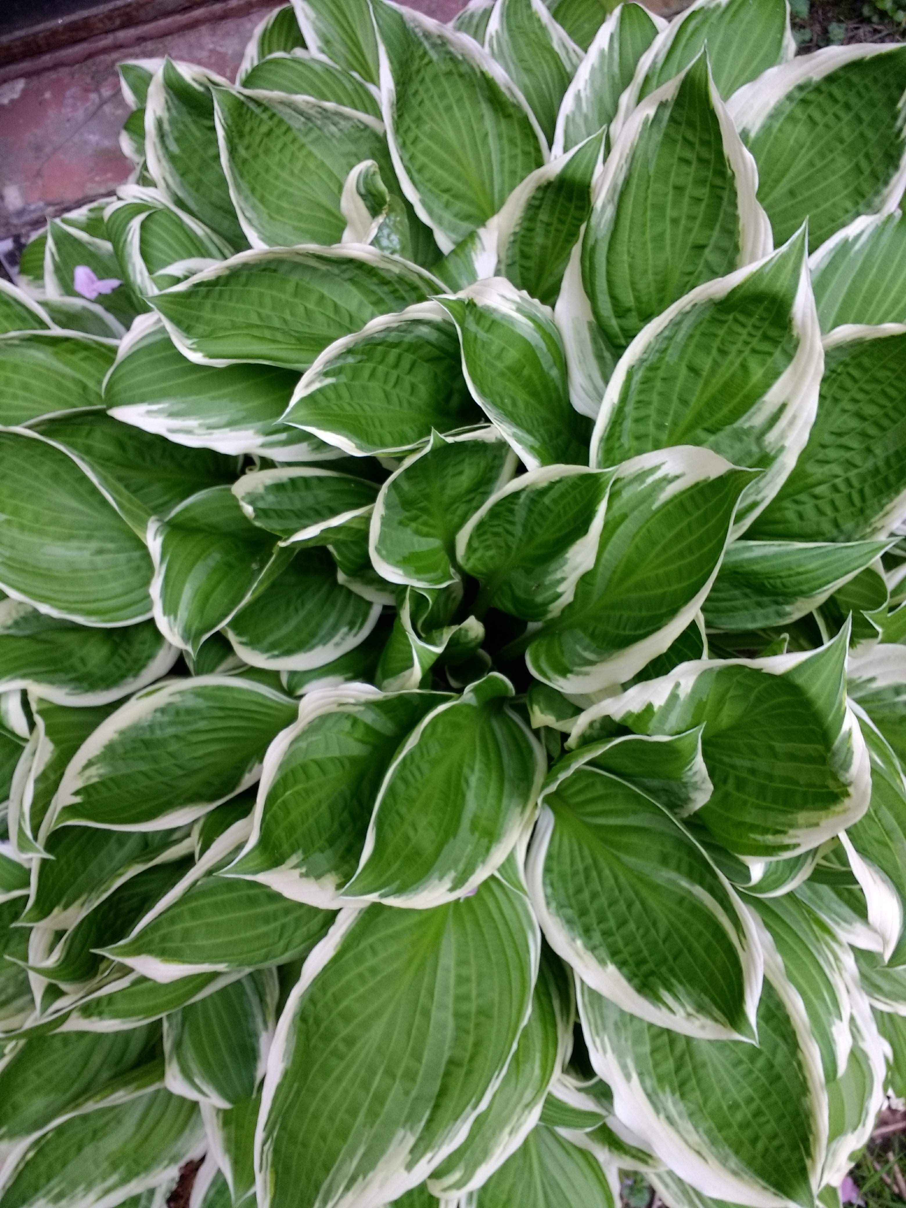 Apr and May – Hostas