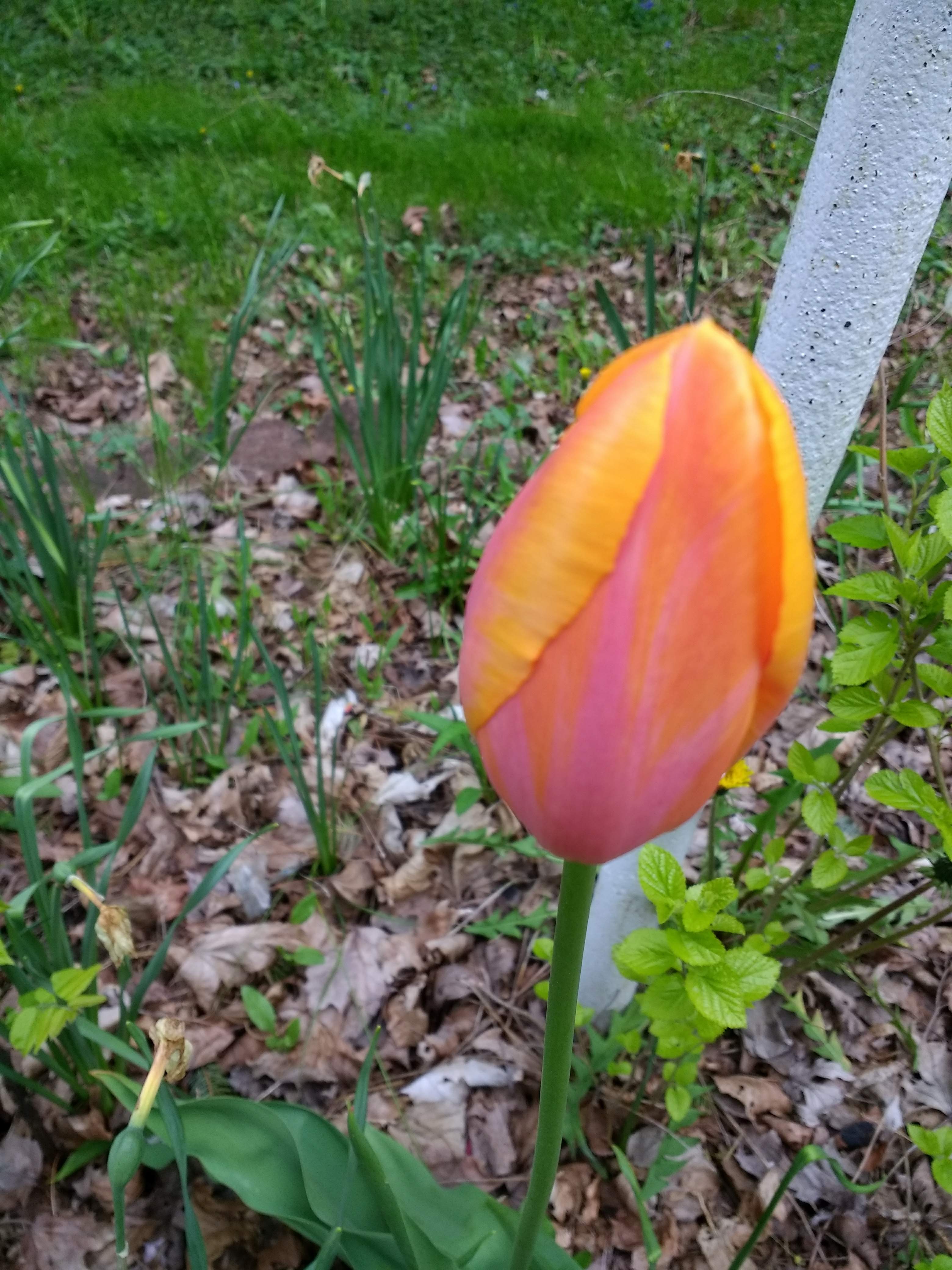 April and May – Tulips