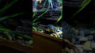 Cleveland Aquarium Videos: Compilation of String Ray Tank